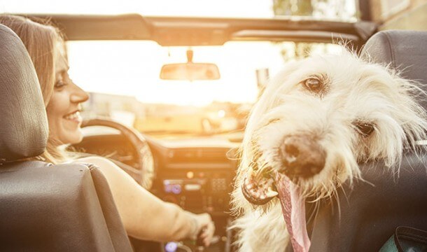 Pet-Friendly Lodging