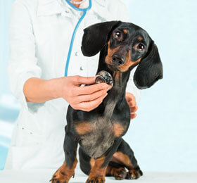 Pet Care & Veterinarians