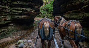 Horse-Drawn Cart Ride - Lost Canyon